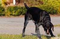 Attention: vous êtes responsable des dommages causés par votre fidèle compagnon canin